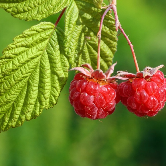 Black Cherry 100% Natural Soy Wax Toxin Free Fragrance Melts 3 Packs 9 oz Total - Picture 4 of 9